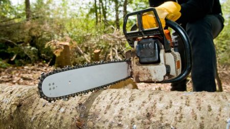 The Importance of Professional Tree Cutting Services